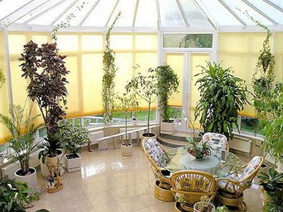 Какие домашние комнатные растения оздоравливают воздух в вашем доме