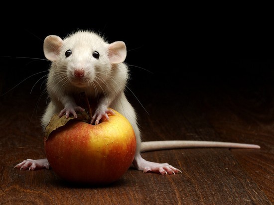 Нужна ли вам домашняя крыса?