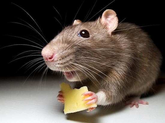 домашняя крыса