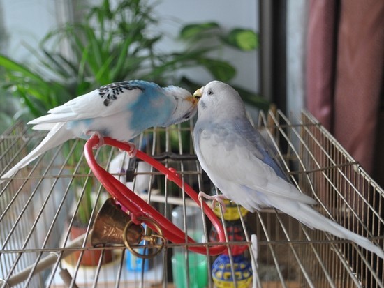 Чем кормить волнистых попугаев