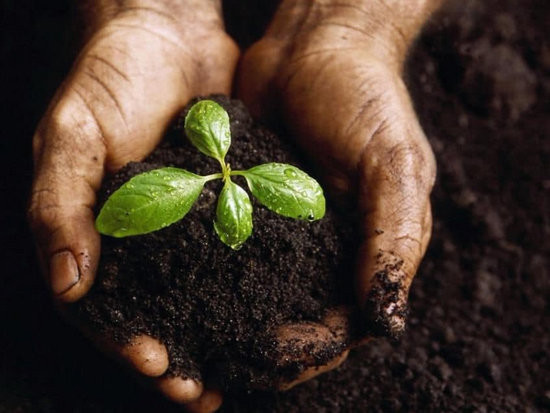 Удобрение почвы: особенности, виды и секреты