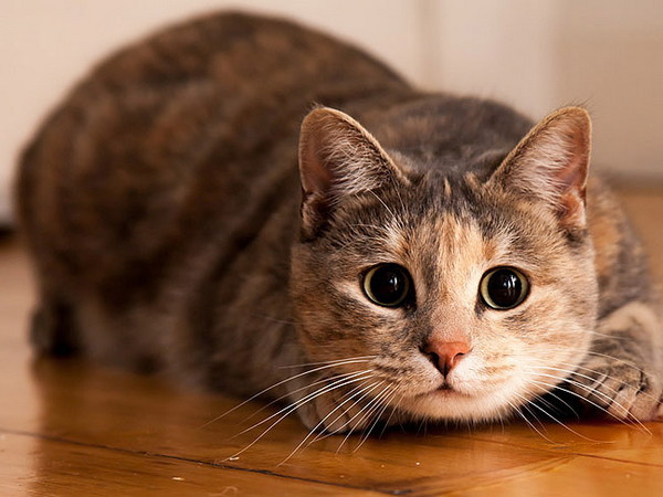 ​Как вывести блох у домашних кошек без химии
