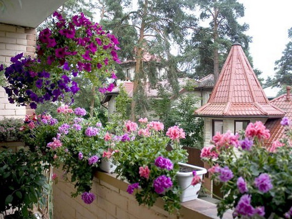 ​Какими цветами украсить балконный цветник