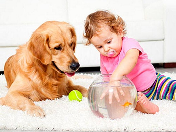Ребенок и домашнее животное: что нужно знать при выборе