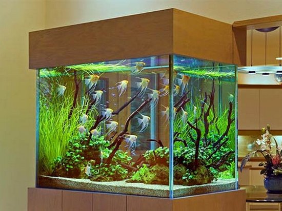Виды аквариумов и особенности выбора