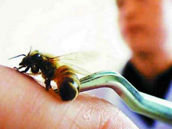 В чем заключается польза пчелиного яда