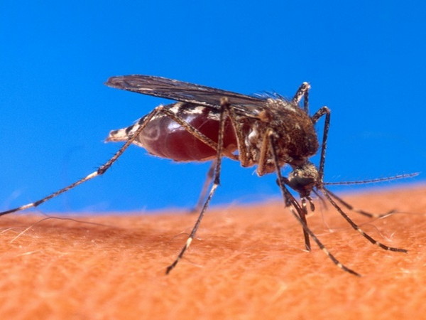Что делать, если ребенка покусали комары?