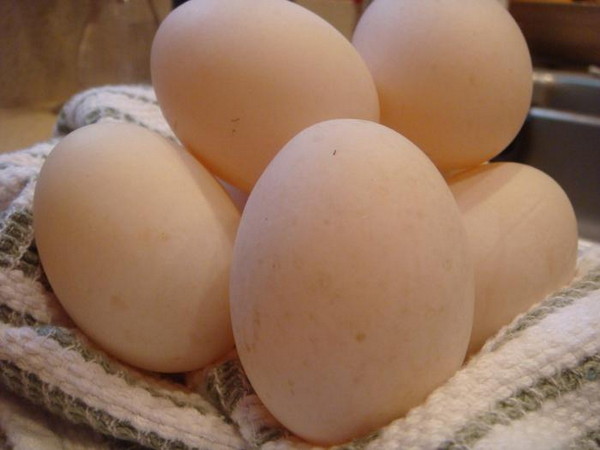 Полезные свойства яиц