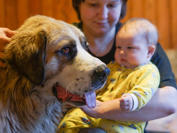 ​Собака и грудной ребенок – первое знакомство