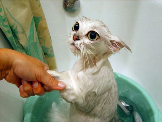 Как правильно приучить кошку к водным процедурам?