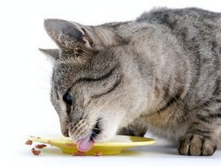 Чем и как правильно кормить кошку?