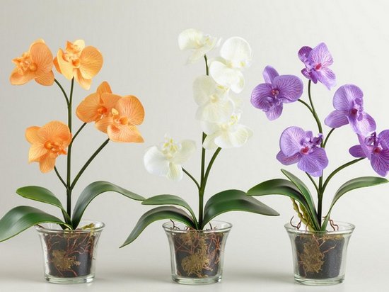 Как правильно ухаживать за орхидеей в домашних условиях?