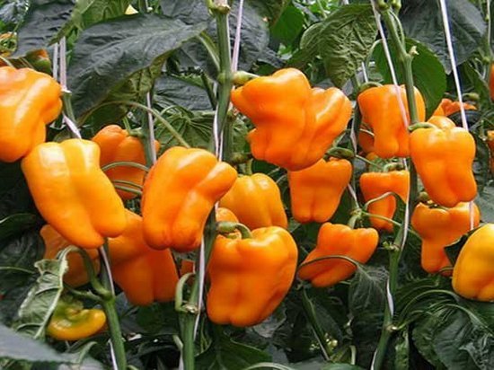 Какие сорта болгарского перца самые урожайные?