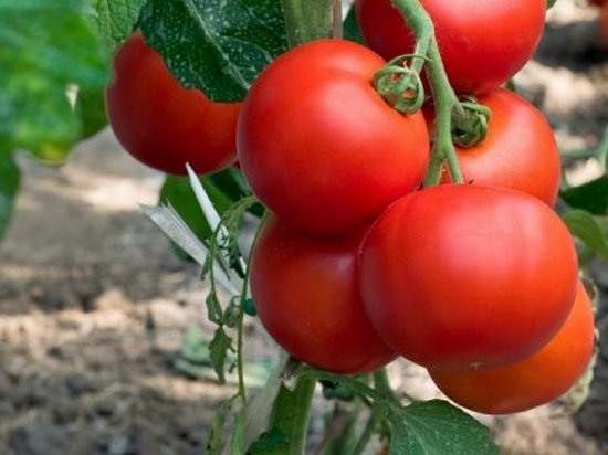 Самые раннеспелые сорта томатов для открытого грунта