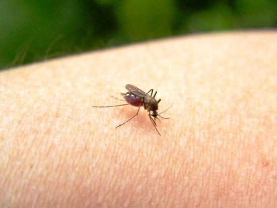 Какие средства помогают от укусов комара