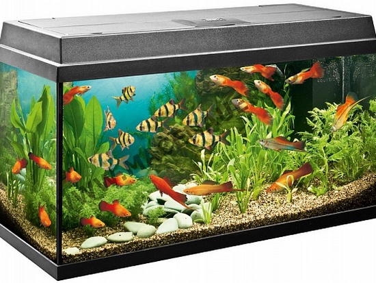 Как правильно оборудовать аквариум?