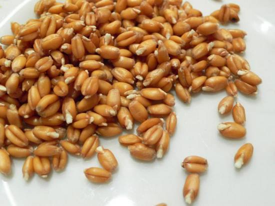 Пророщенные зерна пшеницы