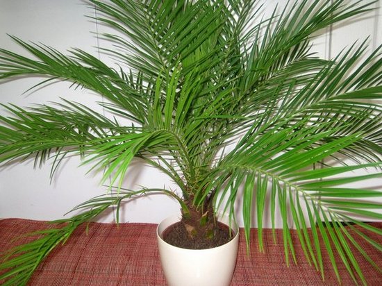 Финиковая пальма из косточки