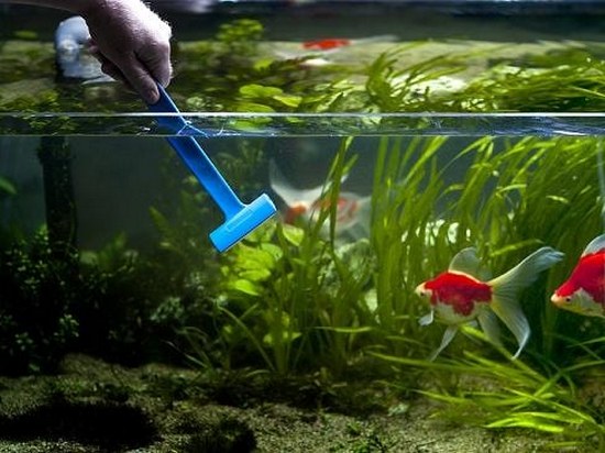 Как чистить аквариум? Как это нужно делать в домашних условиях?