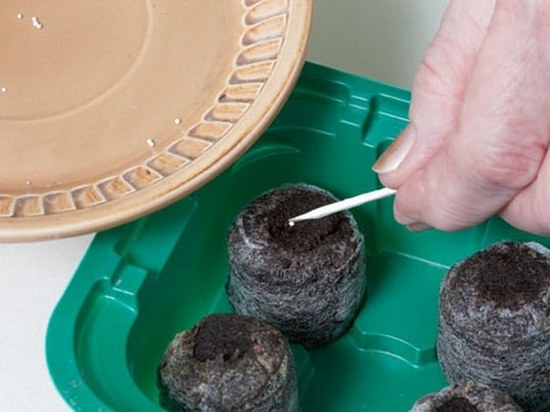 Выращивание петунии в торфяных таблетках. Получаем рассаду из семян. Как это делать?