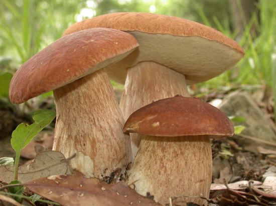 Польза грибов. Вкусные и лечебные