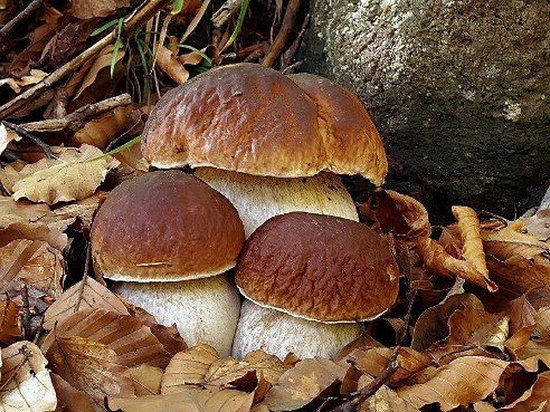 5 причин разнообразить свой рацион грибами
