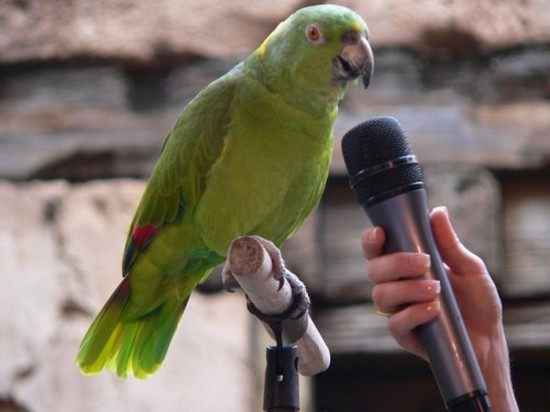Как обучить говорить попугая?