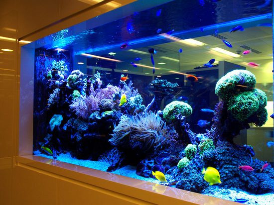 Обратный осмос для аквариума: особенности и преимущества