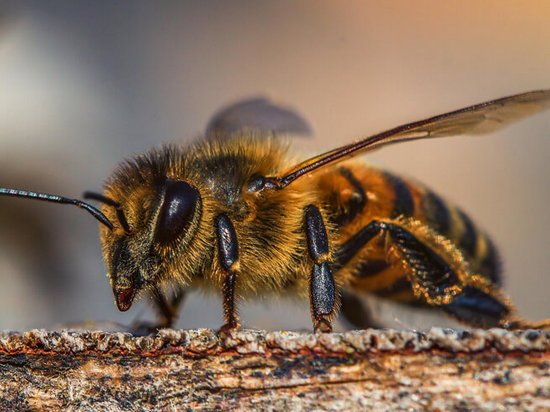 Защита от насекомых летом: как избавиться от последствий укусов насекомых