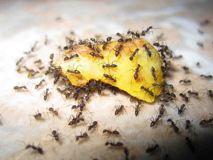 Как бороться с муравьями?