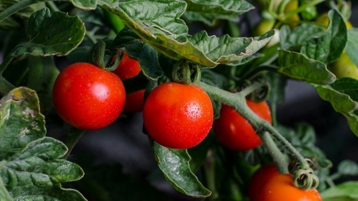 Как получить семена томатов