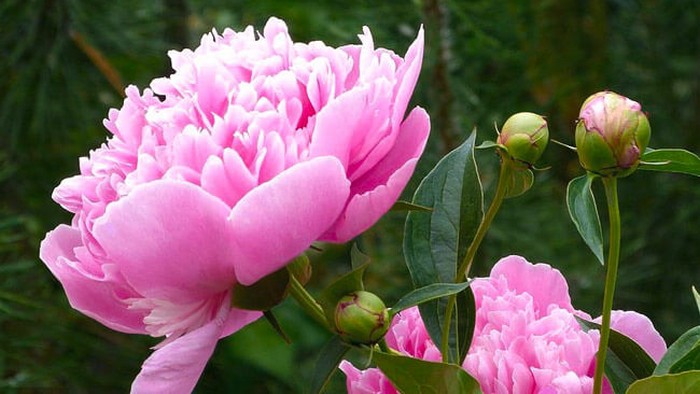Как выращивать пионы, чтобы они долго радовали благоухающими цветами
