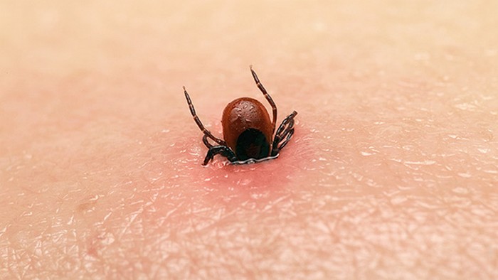 Простой способ, который эффективно защитит от укусов клещей и других насекомых